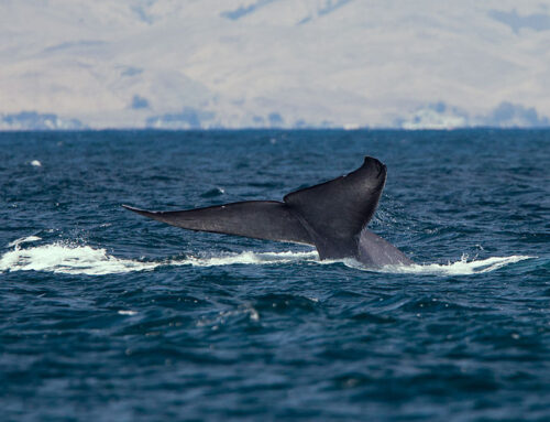 ¿Qué es Whaling?